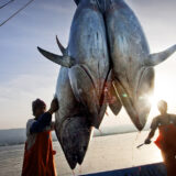 Killing the Tuna