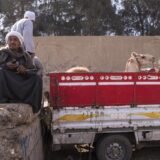 Barqash Camel Market