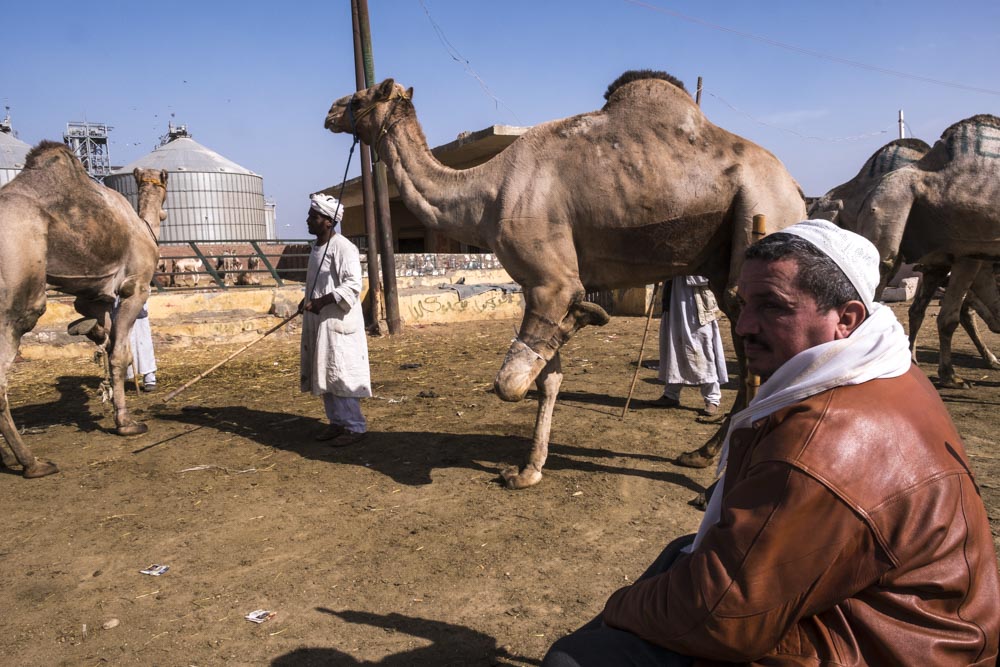 Barqash Camel Market